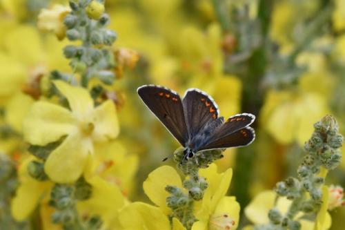 Collier de corail (Aricia agestis)