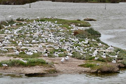 Sternes caugeks et Mouettes mélanocéphales