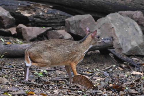 Chevrotain kanchil