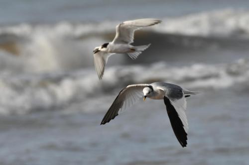 Mouette de Sabine