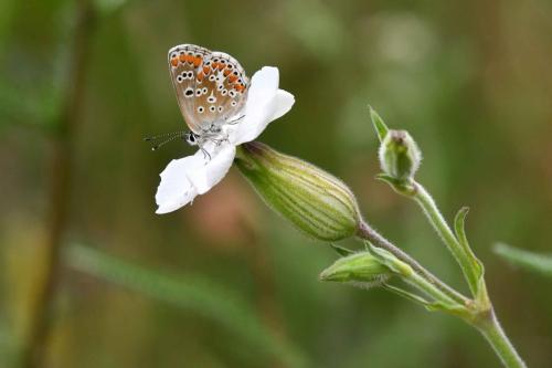 Collier de corail (Aricia agestis)