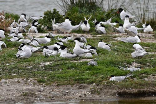 Sternes caugeks, Sternes pierregarins et Mouettes mélanocéphales