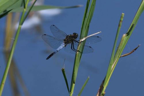 Orthétrum réticulé