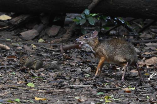Chevrotain kanchil