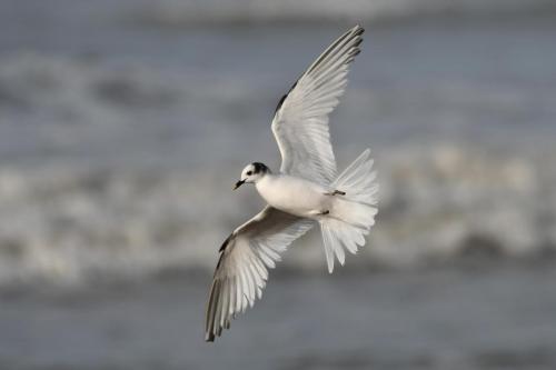 Mouette de Sabine