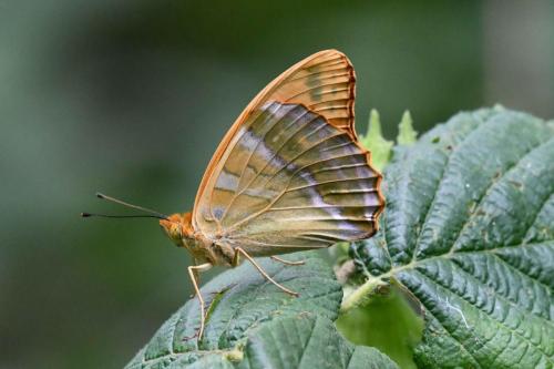 Tabac d'Espagne (Argynnis paphia)