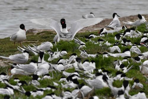 Sternes caugeks et Mouettes mélanocéphales