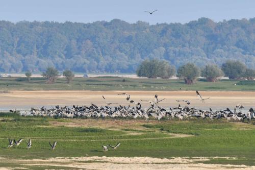 L'arrivée d'un jeune Pygargue inquiète les oies et les grues