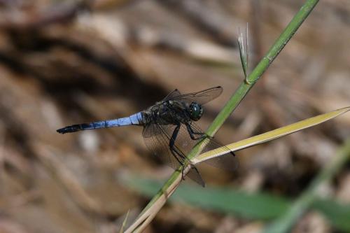 Orthétrum réticulé