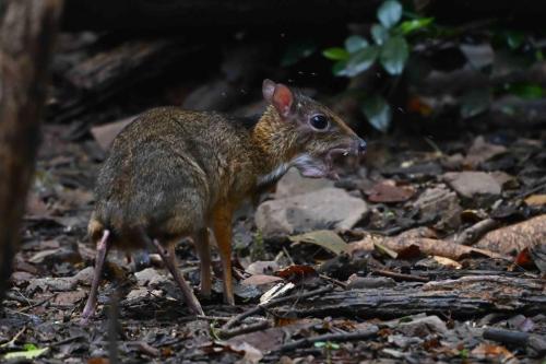 Chevrotain kanchil