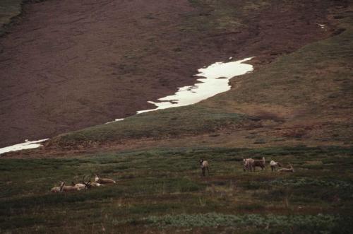 Parc national de Denali - Rennes