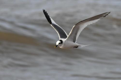 Mouette de Sabine