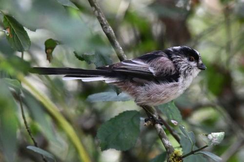 Mesange à longue queue