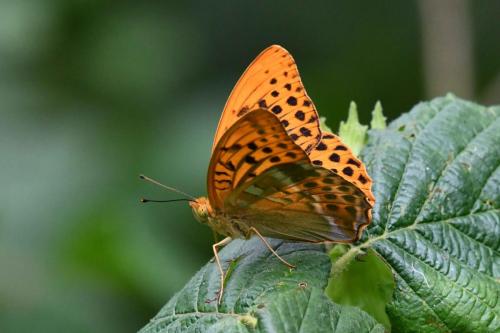 Tabac d'Espagne (Argynnis paphia)