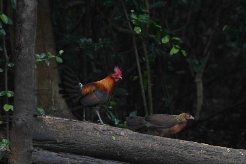 Coq et poule bankiva