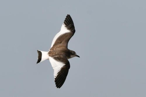 Mouette de Sabine
