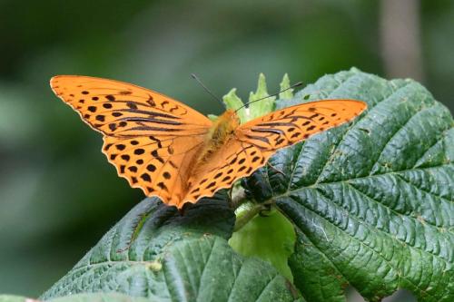 Tabac d'Espagne (Argynnis paphia)