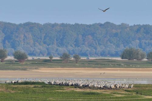 L'arrivée d'un jeune Pygargue inquiète les grues