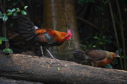 Coq et poule bankiva