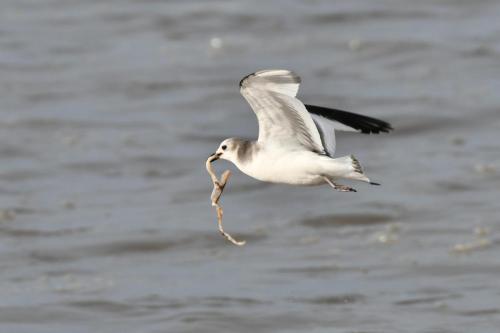 Mouette de Sabine