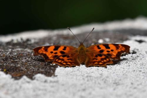 Robert-le-Diable (Polygonia c-album)