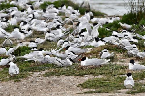 Sternes caugeks et Mouettes mélanocéphales