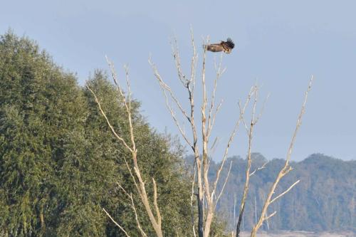 Arrivée du jeune Pygargue à queue blanche sur son perchoir favori