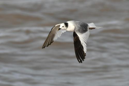 Mouette de Sabine