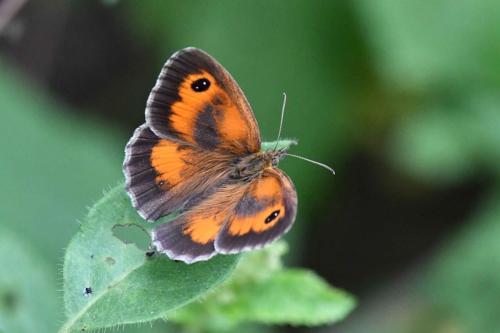 Amaryllis (Pyronia tithonus)