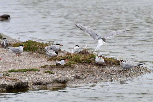 Sternes pierregarins