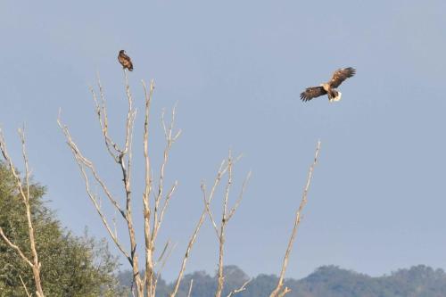 Arrivée d'un Pygargue à queue blanche adulte près de son jeune