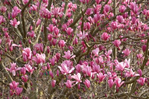 Palais-Royal - Magnolia