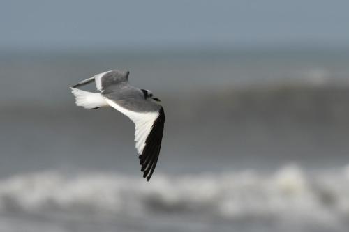 Mouette de Sabine