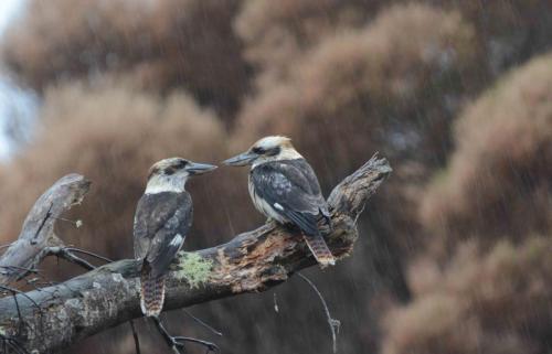 Martin-chasseur géant