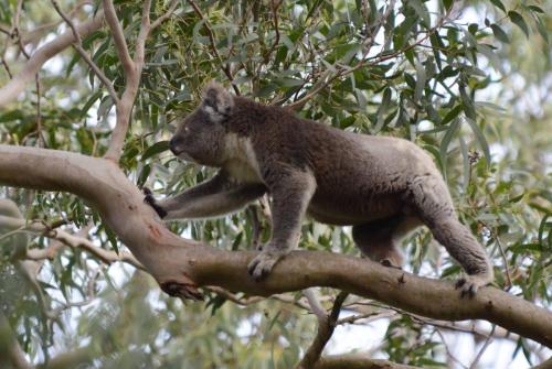 Koala