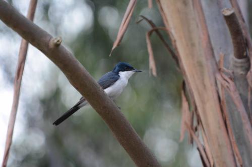 Monarque infatigable