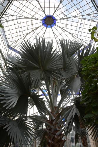 Jardin botanique de Adelaide - Serre de la flore de Madagascar