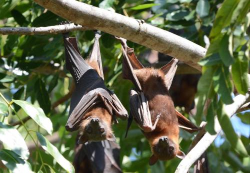 Chauve-souris (petits renards-volants roux)