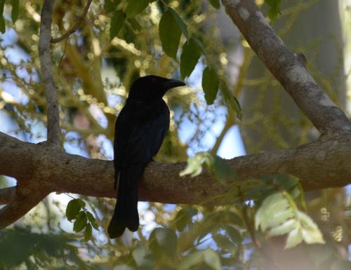 Drongo pailleté