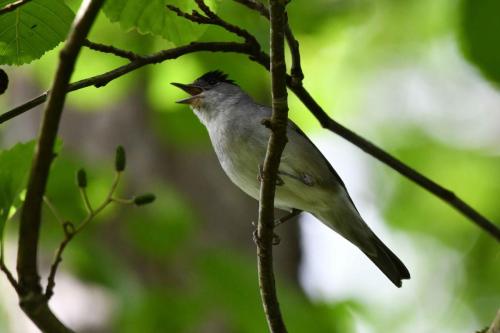 Fauvette à tete noire