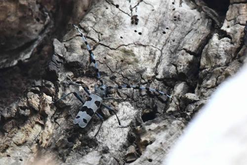 Rosalie des Alpes (Rosalia alpina)