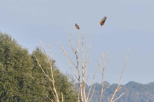 Arrivée d'un Pygargue à queue blanche adulte près de son jeune