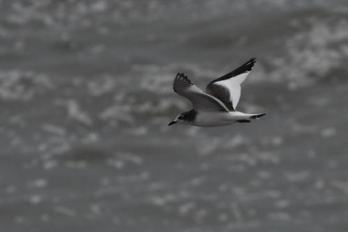Mouette de Sabine
