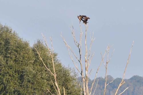 Pygargues à queue blanche (adulte et jeune)