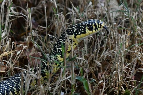 Couleuvre verte et jaune