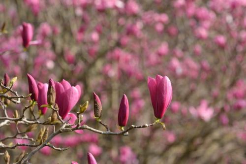 Palais-Royal - Magnolia