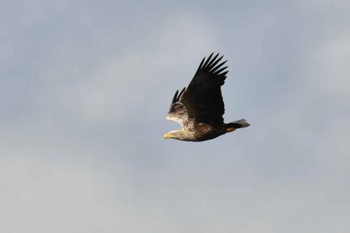 Pygargue à queue blanche