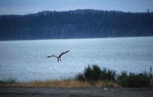 Pyguargue à tête blanche