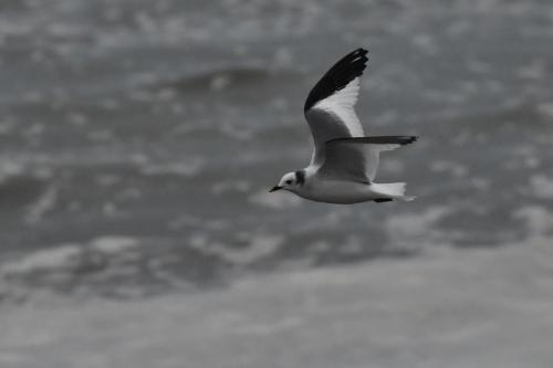 Mouette de Sabine