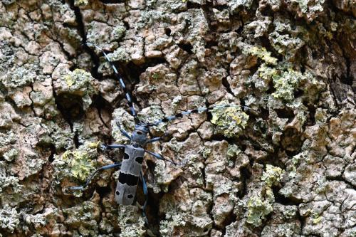 Rosalie des Alpes (Rosalia alpina)